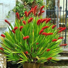 a potted plant with red flowers in front of a building and steps leading up to it