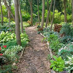 a path in the middle of a forest with lots of trees and flowers on both sides