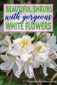 White Flowering Shrubs (20+ Of The Best Varieties For Your Garden)