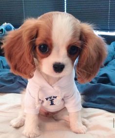 a small brown and white dog sitting on top of a bed