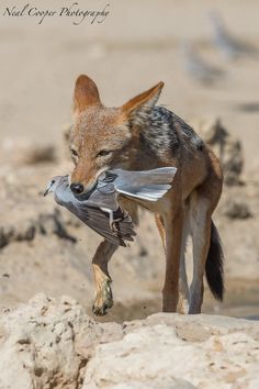 a small fox is holding a bird in it's mouth