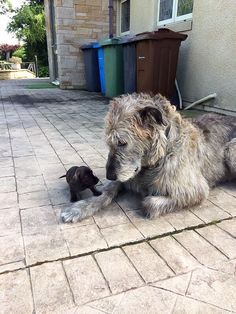 a dog is playing with a small kitten on the ground in front of a house