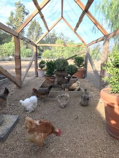 several chickens and roosters in an enclosed area with potted plants on the ground