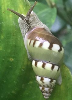 a close up of a snail on a leaf