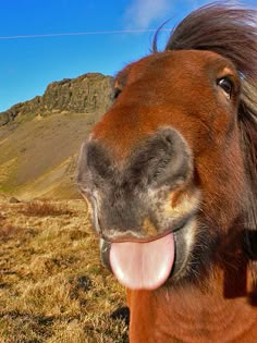 a brown horse with its tongue hanging out