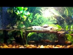 an aquarium filled with lots of plants and rocks