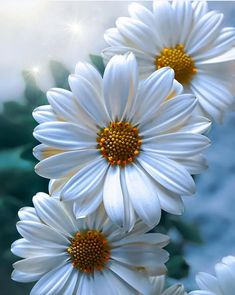 three white flowers with yellow centers on them