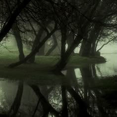 trees are reflected in the water on a foggy day with no one around them