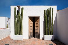 a white building with cactus plants on the outside