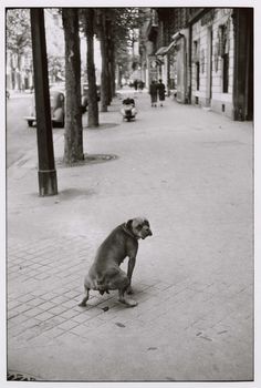 a dog sitting on the ground in front of trees