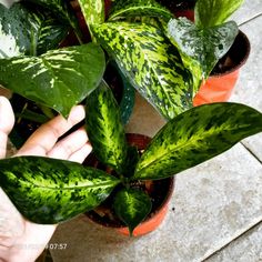 a person is holding a green plant in a pot with other plants around it on the ground