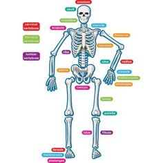 the human skeleton with all its major bones labeled in different colors and names on it