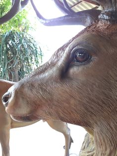 a close up of a statue of a deer's head