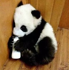 a panda bear sitting on the floor holding a remote control