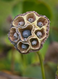 a close up view of some sort of plant with small balls in it's center