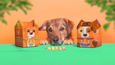 a dog laying on the ground next to two boxes of dog biscuits and an orange background