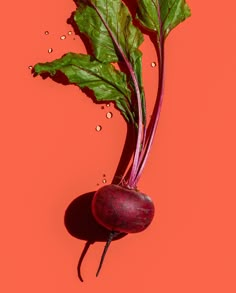 two radishes with green leaves and water droplets on them against an orange background