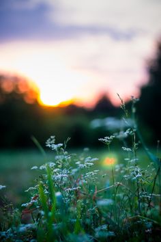 the sun is setting in the distance over some green grass and wildflowers with small white flowers