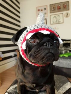 a black dog wearing a knitted hat with a red and white stripe on it