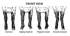 the different types of legs and how they are used to show them in this diagram