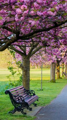 a park bench sitting next to a tree filled with pink flowers