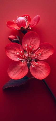 three red flowers on a red background