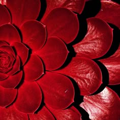 a large red flower with leaves on it