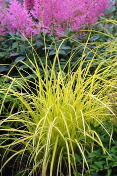 yellow and green plants in a garden with lots of purple flowers on the other side