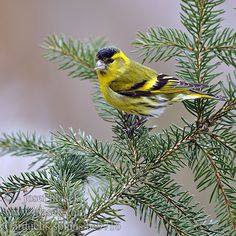 a small yellow and black bird perched on top of a pine tree branch with needles