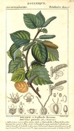 21772betulaceae-betula-pumila1.gif (338×600) Vegetable Prints, Natural Healing Remedies, Healing Plants, Botanical Illustrations, Wild Plants, Scientific Illustration, Healing Herbs, Nature Journal