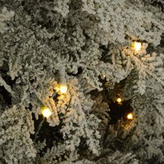 christmas lights are on the branches of a tree