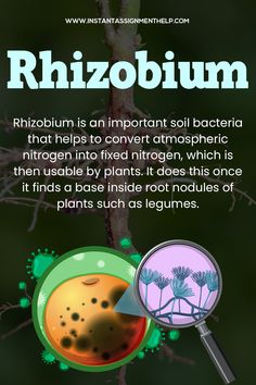 All You Need to Know About Rhizobium Rhizobium Bacteria, Biology Assignment, Hair Tomboy, Nitrogen Fixation, Assignment Writing, Biology Notes, Assignment Help, Microbiology, Academic Writing