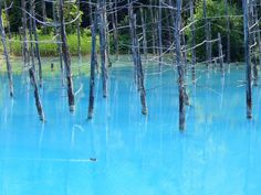 the water is blue and there are dead trees in the area that looks like it has been flooded