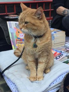 an orange tabby cat sitting on top of a pile of books with a leash around it's neck