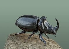 a black beetle sitting on top of a rock