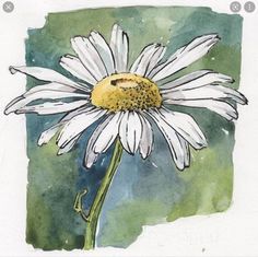 a watercolor painting of a white daisy