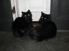 two black cats sitting in front of a door