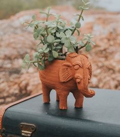 an elephant planter is sitting on top of a suitcase