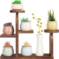 there are many different types of succulents on this shelf