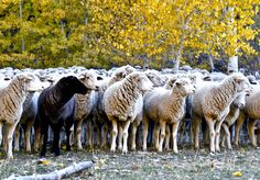 a herd of sheep standing next to each other on a field with trees in the background