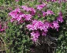 purple flowers blooming on the side of a road