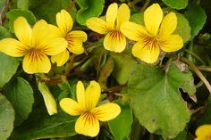 small yellow flowers with green leaves in the background