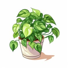 a potted plant with green leaves