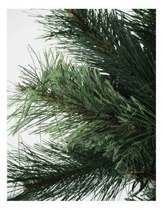 close up of pine needles on a tree