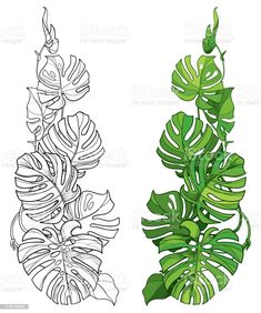 a green plant with leaves on a white background and a black and white line drawing