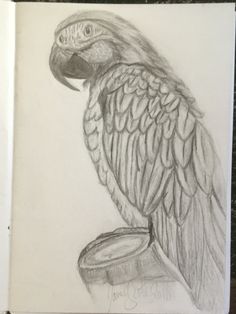 a pencil drawing of a parrot perched on a tree stump