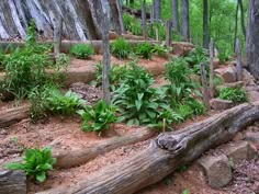 a forest filled with lots of different types of trees and plants on top of dirt