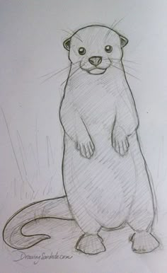 a pencil drawing of an otter standing on its hind legs and looking at the camera