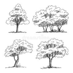 four trees in different stages of growth