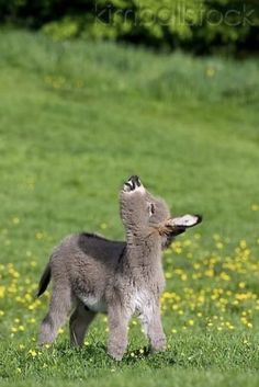 a small gray dog standing on top of a lush green field